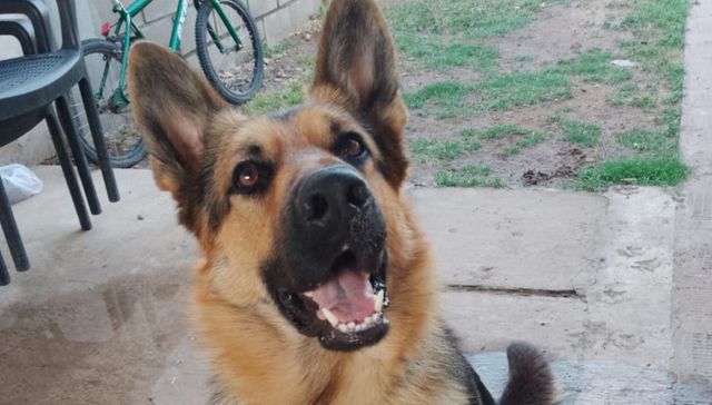 Escribe Walter Costa