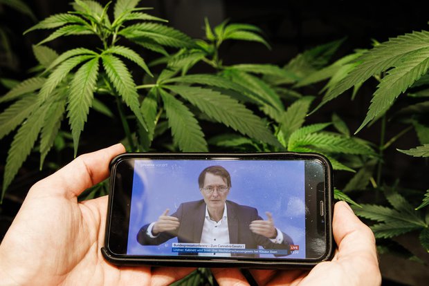 Alemania despenalizará el cannabis: ¿en qué se parece el proyecto con el modelo uruguayo?