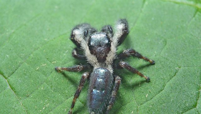 Nuestra fauna