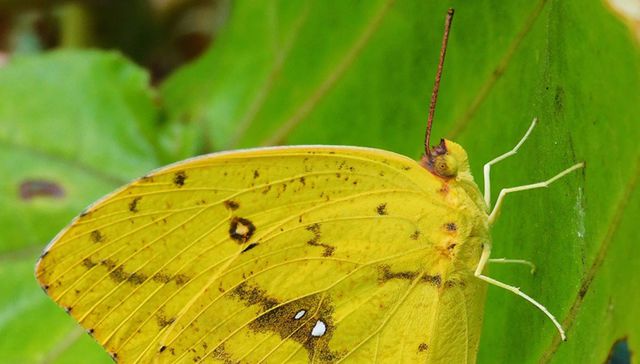 Nuestra fauna