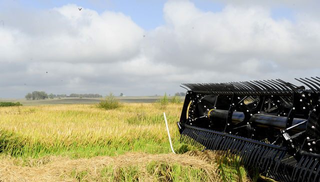 Escribe Andrés Lima