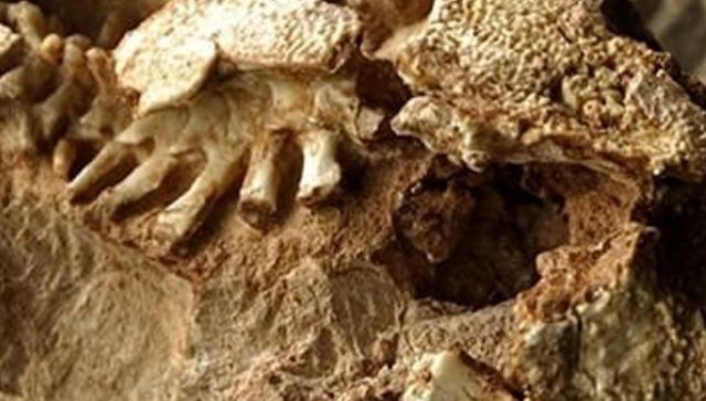 El abuelo de Ruperto