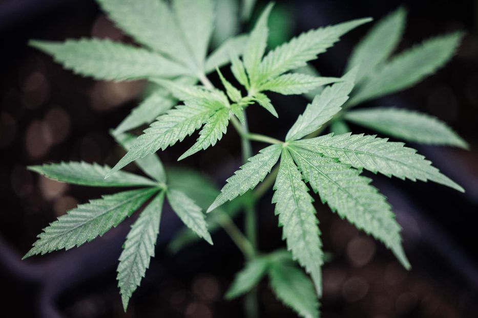 Brasileño entró varios kilos de marihuana por Chuy: la mezcló con café para disimular olor