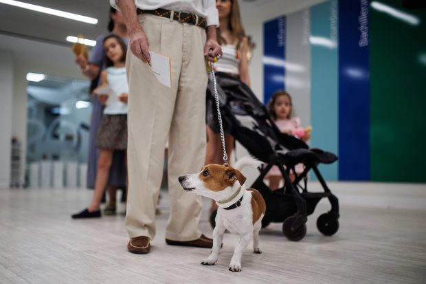 Ley en España exige “libreta” para tener perros, y prohíbe atarlos en la acera