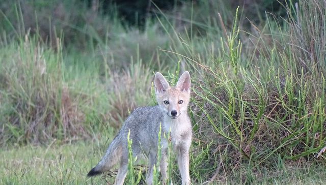 Nuestra fauna