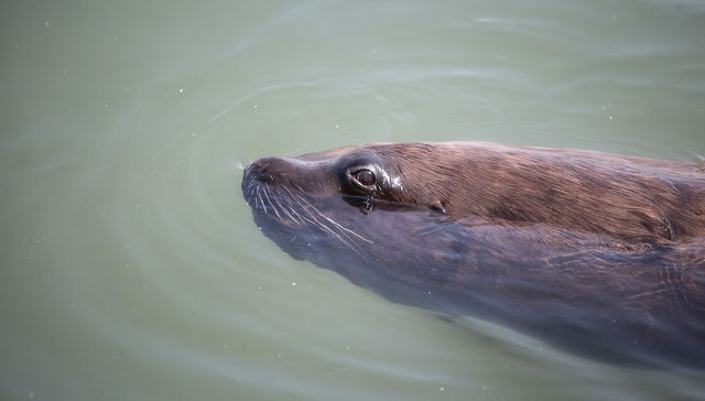 Que no panda el cúnico