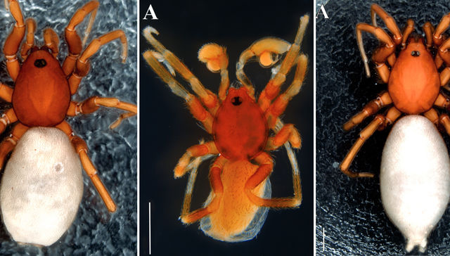 Por The New York Times