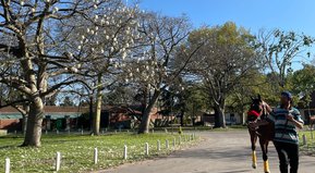 Te lo pinto de celeste