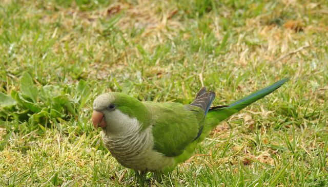 Nuestra fauna