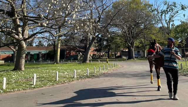 Te lo pinto de celeste