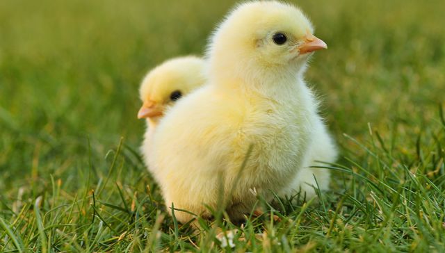 Es un pollo resistente
