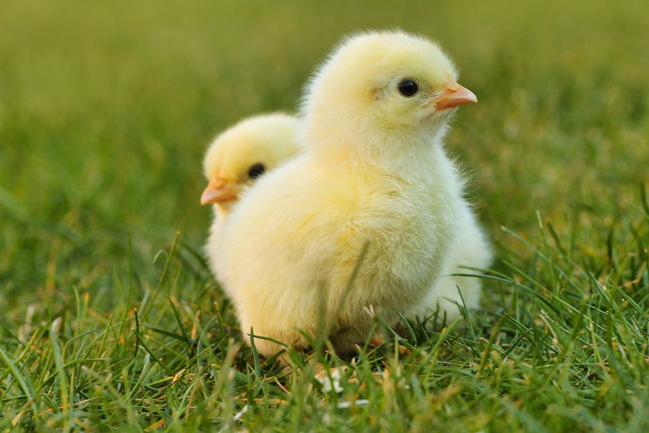 Es un pollo resistente