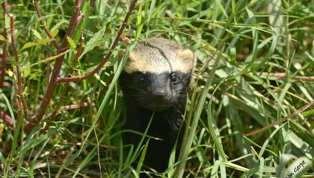 Nuestra fauna
