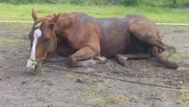 A horse with no name