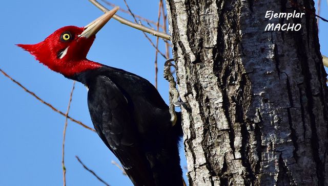 Nuestra fauna
