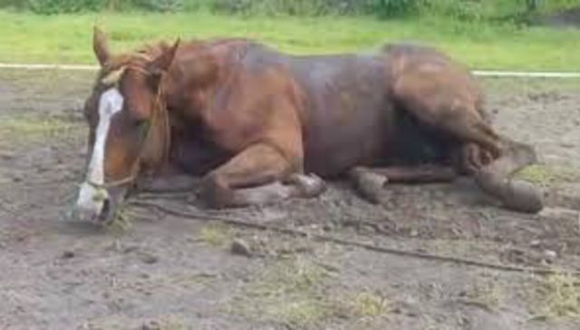A horse with no name