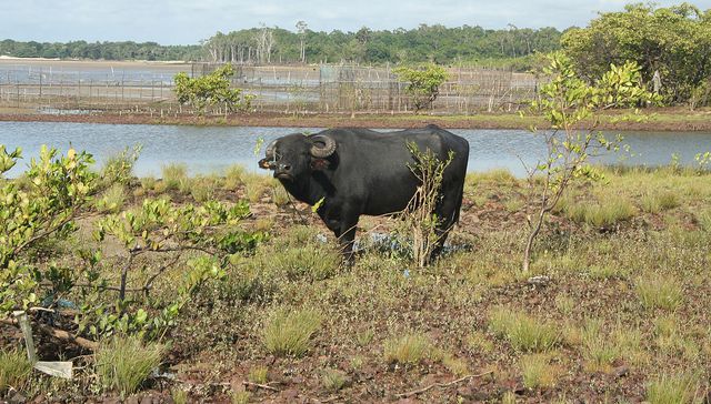 El ganado y lo perdido