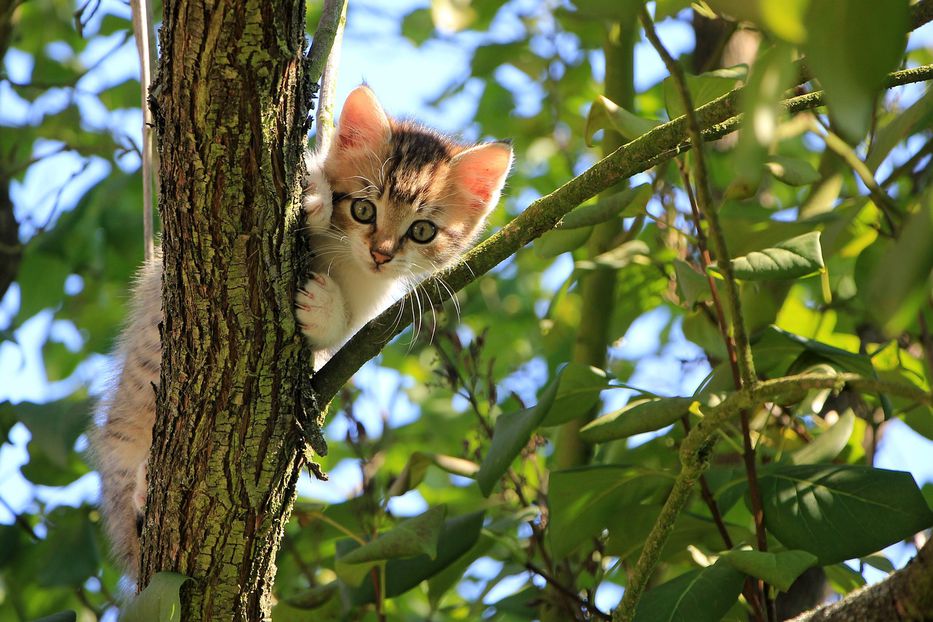 Gato malvado