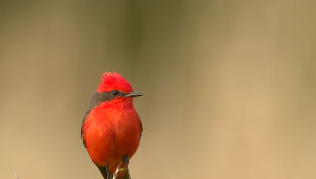 Nuestra fauna