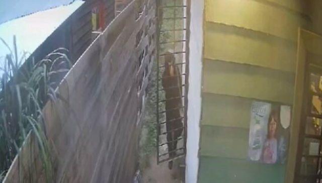 Están caras las bananas