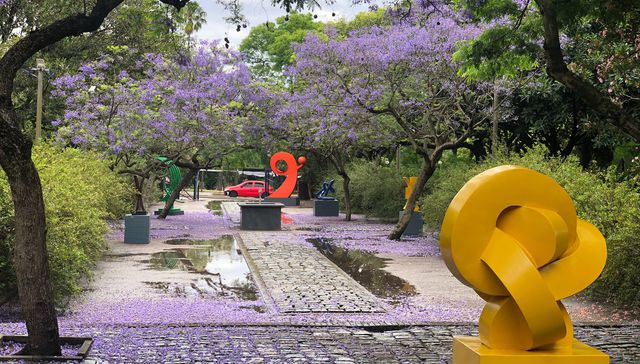 Entre flores de jacarandá