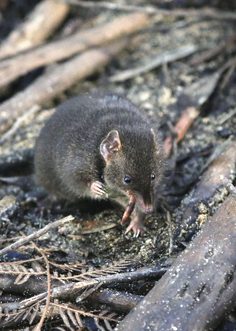 Este animal se “olvida” de dormir con tal de tener todo el sexo que pueda,  y luego muere