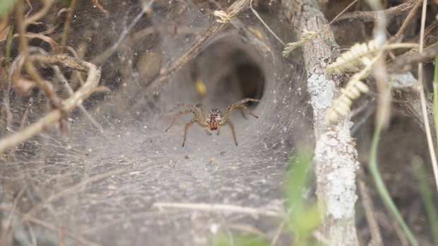 Científicos descubren nuevas especies de arañas en área protegida gestionada por UPM