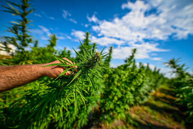 Crisis del cannabis medicinal e industrial; baja demanda y sobrestock lleva a no cultivar