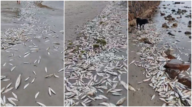 Miles de peces muertos aparecieron en playa de Piriápolis; Dinara recomienda no ingerirlos