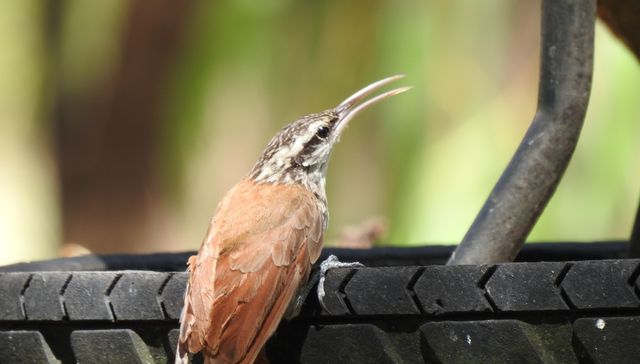 Nuestra fauna