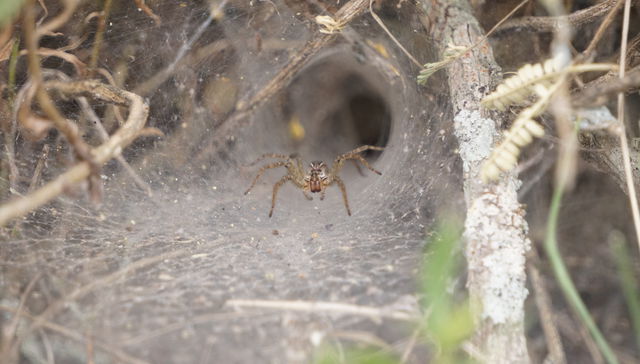 Los cracks de la semana