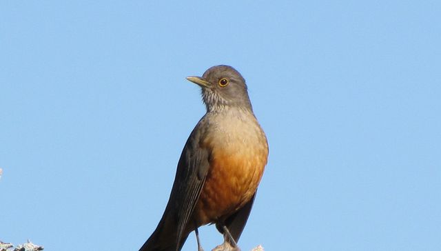 Fauna uruguaya