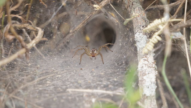 Los cracks de la semana