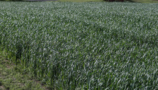 Escribe Andrés Lima