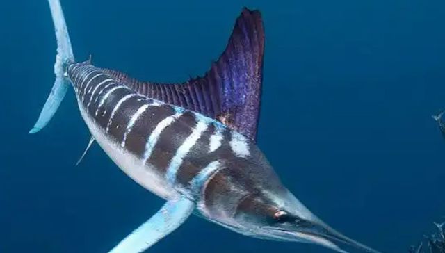 Depredadores expertos