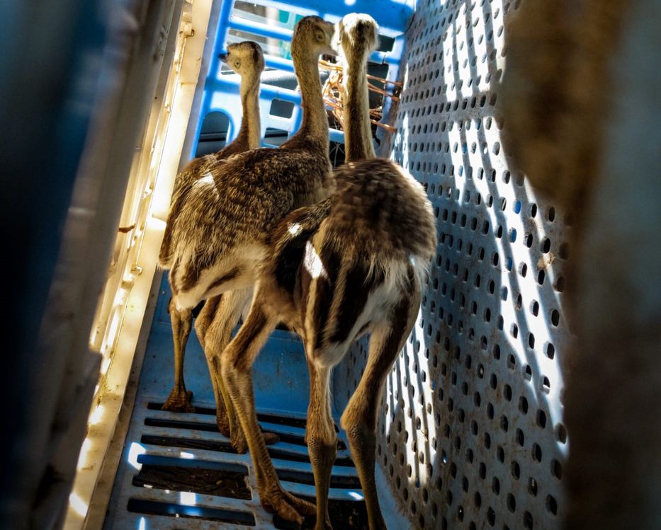 Capitalismo cibernético