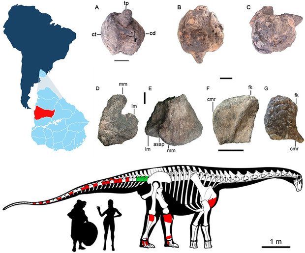 “Udelartitan celeste”: el primer dinosaurio uruguayo, que vivió hace 80 millones de años