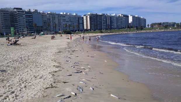 Asunto escamoso: miles de peces muertos se amontonan en la arena de playa Pocitos