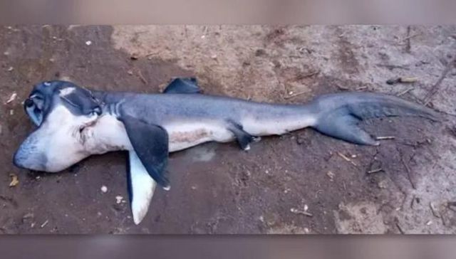 Pucha, qué ofertón