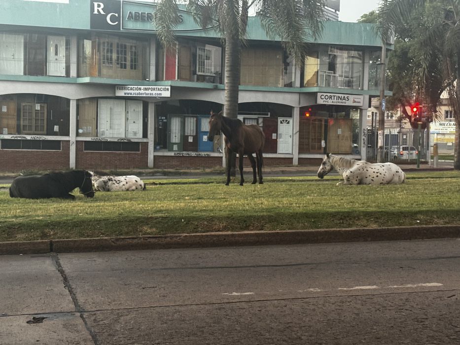 Caballos en avenida Italia generan disputa sobre la responsabilidad entre IM y gobierno