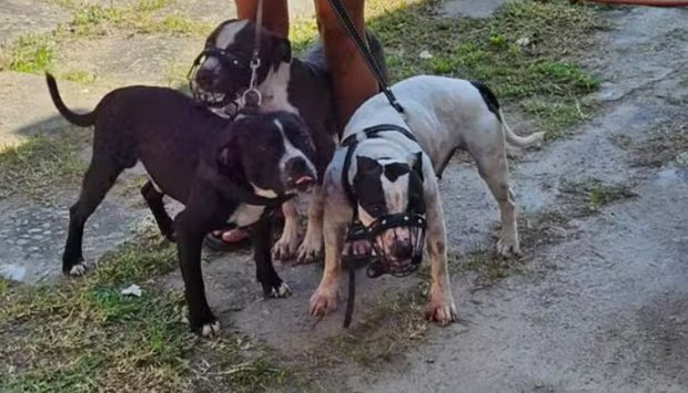 Los perros que atacaron a Murray. Archivo personal vía G1