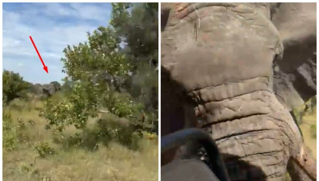 Cuando los animales atacan