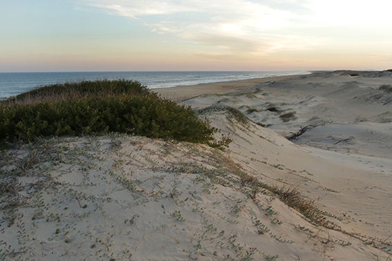 La playa rochense de La Serena es uno de los hábitats de la araña. Foto: Marcelo Casacuberta