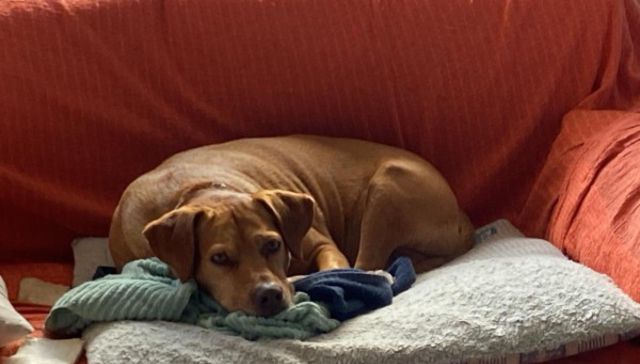 Un héroe de cuatro patas