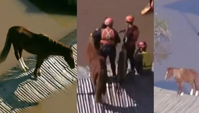 Ni relincha ni corcovea