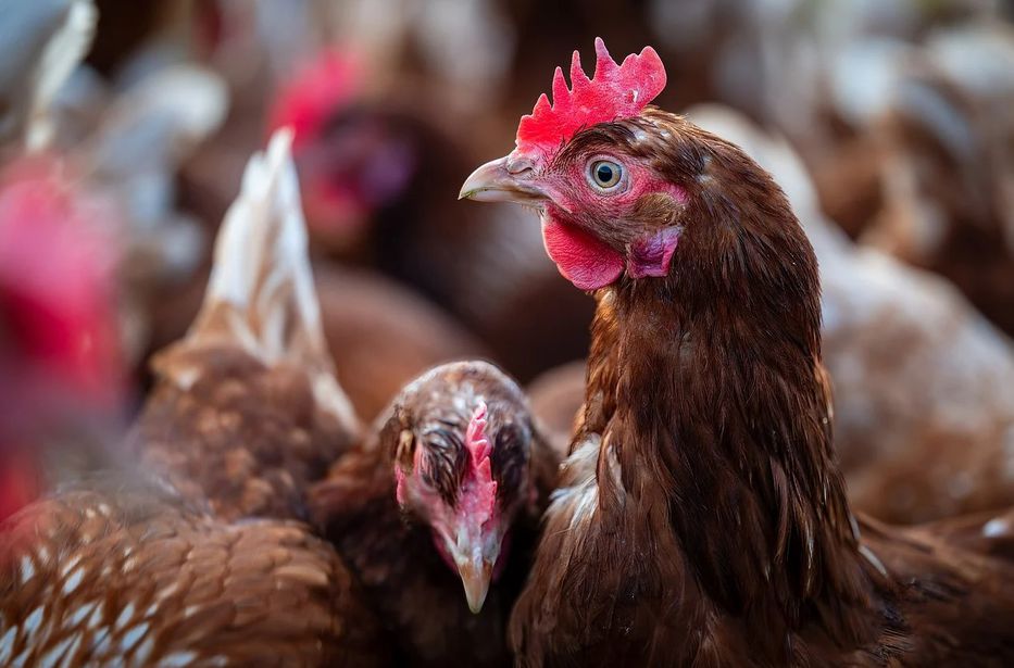 En caso de pandemia de gripe aviar podría haber vacunas disponibles en cuatro meses