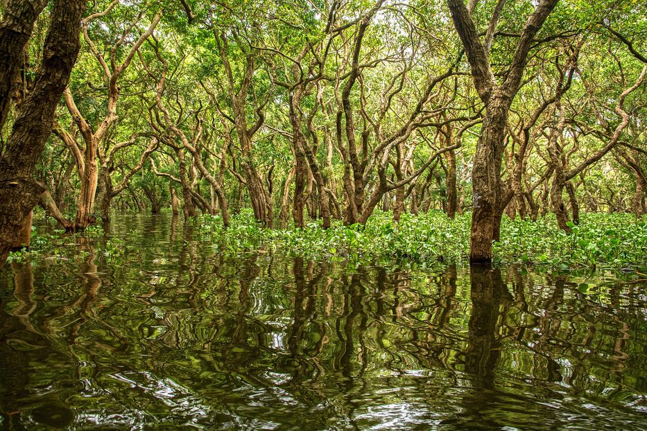 Un estudio mejora la estimación de la capacidad de los manglares para reducir el oleaje