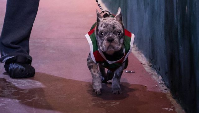 Guau, que hincha