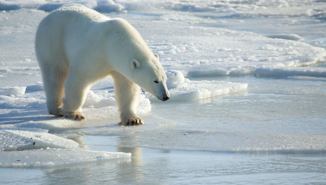 Tristeza en el norte