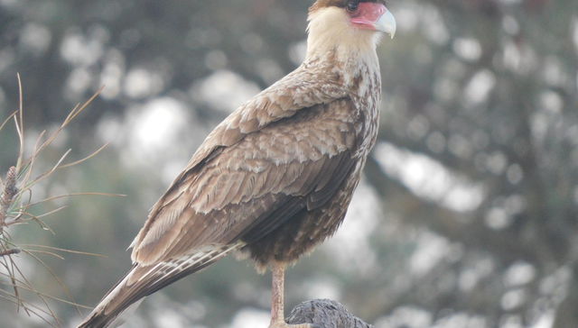 Nuestra fauna
